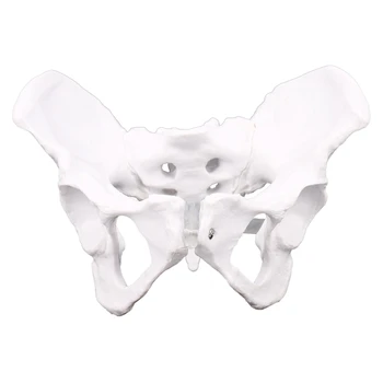 Kadın Anatomisi Pelvis Pelvik İskelet Boğaz Anatomisi Anatomisi Kafatası Heykel Kafası Vücut Modeli  4